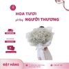 Hoa baby trắng