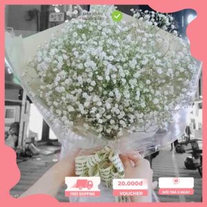 Hoa baby trắng vẻ đẹp tinh khôi